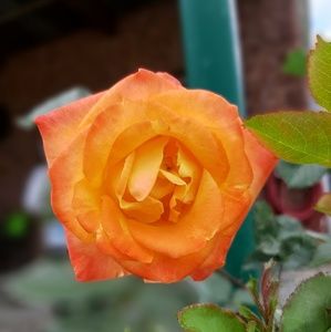 Meet your Posher, Pamela